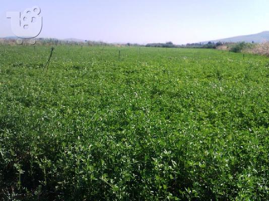 Πωλείται αγροτεμάχιο 3729τμ στην περιοχή «’Αγιοι Απόστολοι» Καλλονής...